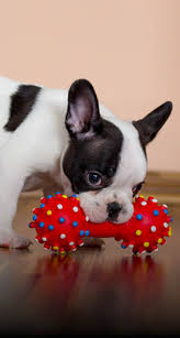 The line of blood of champions guarantees high quality of my puppies and long life a life. Home Pet Pause Charlotte