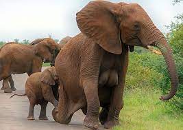 Female Elephants have breasts. Unlike most other mammals (with the  exception of primates) a female Elephant's mammary glands are located on  their ribcage and are quite human-like. They are at their fullest