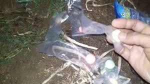 Baca juga cara menanam mentimun. Cara Mengusir Monyet By Peutaboh Nan