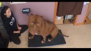 A wide variety of dogs pitbull options are available to you, such as material, feature, and application. Meet Hulk The 175 Pound Family Pitbull Worth 500 000