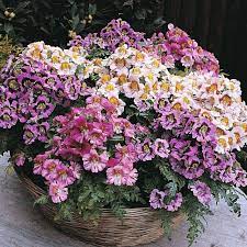 Schizanthus Dwarf Bouquet Mixed Butterfly Flower Poor Man S Orchid Annual Orchid Seeds Flower Seeds Online Flower Seeds