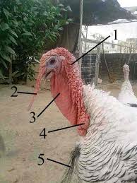 domestic turkey wikiwand