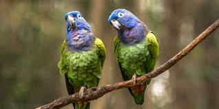 The Top 10 Best Pet Birds Parakeets Cockatiels And More In 2020 Best Pet Birds Pet Birds Bird Breeds