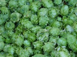 The Largest List Of Brewing Hops Morebeer