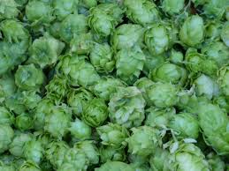 the largest list of brewing hops morebeer