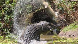 Poaching is a constant threat to the crocodile species. Is It Right To Take Wild Crocodile Eggs Bbc News
