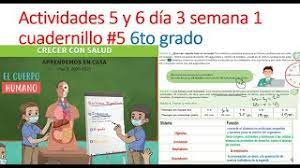 El cuerpo por fuera y por dentro. Actividades 5 Y 6 Dia 3 Semana 1 Cuadernillo 5 6to Grado Youtube