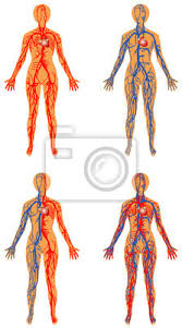 La trombosis venosa profunda es un coágulo de sangre en una vena profunda, en general en la parte. Torrente Sanguineo Humano Sistemas Arterial Y Venosa Pinturas Para La Pared Cuadros Pulmonar Cardiaco Coronario Myloview Es