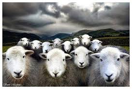 Herdwicks Schafrassen Schafe Kunst Schafe