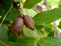 Image result for Carya illinoinensis