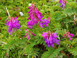 Image result for Hedysarum