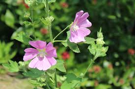 Image result for Cienfuegosia digitata