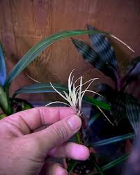 Image result for Eriocaulon inyangense