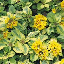 Image result for Lysimachia angustiloba