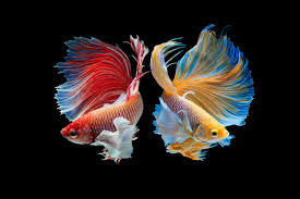 This article is written by one of pet circle's pet product and lifestyle gurus, gemma radcliffe and approved by our. Siamese Fish Photos Royalty Free Images Graphics Vectors Videos Adobe Stock