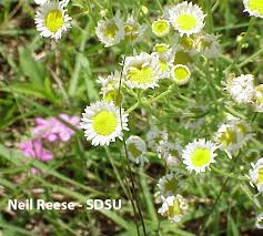 Image result for Eriosema pumilum