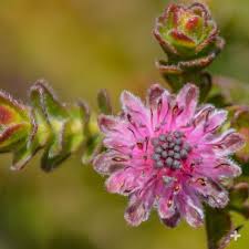 Image result for Protea angolensis