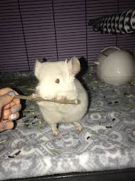 Pin By Shelby Lg On Chinchilla Chinchilla Pets Hamster