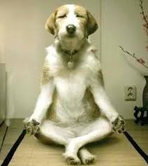 https www teknocard com whatsapp profil resimleri anlamli profil resmi dog doing yoga dog psychology dog yoga