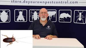 Insecticides alone will not eliminate the roaches. How To Get Rid Of Roaches Kill Roaches