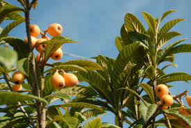 Leona is right, you will want to keep the mulch 8 to 12 inches away from the trunk and over the root zone because it needs great irrigation. How To Grow Japanese Plum Or Loquat Eriobotrya Japonica