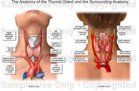 Thyroid Gland Gross Anatomy