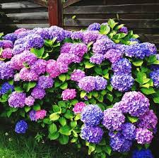 Check spelling or type a new query. Make Your Hydrangeas Change Color With This Easy Gardening Tip Hydrangeas Ph Levels