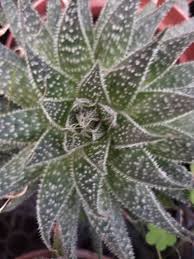 Image result for Pearsonia aristata