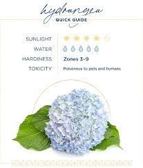 You can purchase hydrangea fertilizer. How To Care For Hydrangeas A Complete Guide Ftd