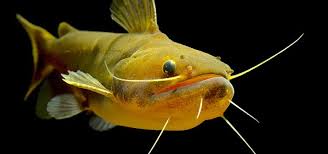 Gulper Catfish Care Tropical Fish Hobbyist Magazine