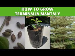 Image result for Terminalia
