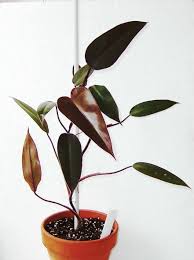 Plantfiles Pictures Philodendron Zulu Prince Philodendron By Giancarlo