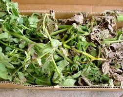 The first leaves that are affected are typically toward the bottom of the plant. Septoria Leaf Spot On Tomatoes More Ways To Prevent Spots Before Your Eyes Msu Extension