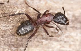 We have pest control methods that specifically target ants. A Guide To Common Ants In Mckinney Tx Around The Block Pest Control