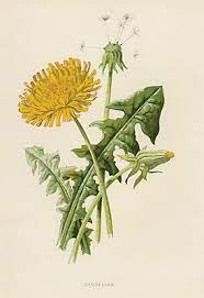 Pin On Botanical