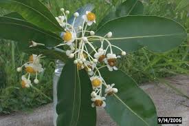 Image result for Calophyllum inophyllum