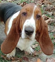 Originating in france but soaring into popularity in great britain, the basset is an old breed that originated in the sixteenth century. Capon Bridge Wv Basset Hound Meet Basset Hounds A Pet For Adoption