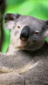 Koala Wallpaper Koala Wallpaper Backgrounds Koala Wallpaper Sweets Sleeping Koala Wallpaper Koala Live Wallpapers Koala Bear