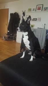 Maybe you would like to learn more about one of these? Anxiety Dog Barking At Guests Strangers And Other Dogs