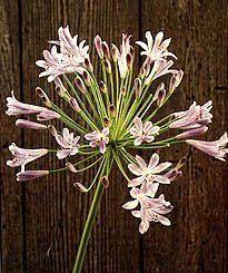 Photos Of Poisonous Plants And Flowers For Dogs Agapanthus Plants Flower Care
