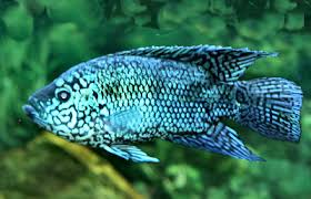 Electric Blue Jack Dempsey Cichlid Blue Dempsey Fish Guide