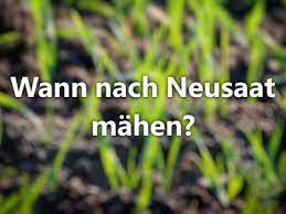 Mähen und mähintervalle sind stark von der jahreszeit abhängig. Wann Das Erste Mal Nach Neusaat Rasen Mahen Ohne Rausreissen