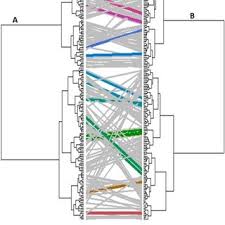 Image result for Sphenostylis briartii