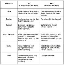 Contoh soal & pembahasan substansi genetik un biologi. Good Soal Essay Dan Jawaban Substansi Genetika Viral