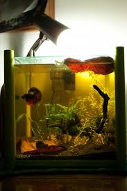 Now to start breeding betta fish put a divider in the tank and place male and female fish on each side of the tank. Ohno123 S Betta Breeding Journal Aquariacentral Com