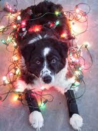 My Angel Faced 16 Year Old Border Collie Abby Pet Holiday Christmas Animals Border Collie Lover