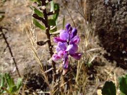 Image result for Polygala marensis