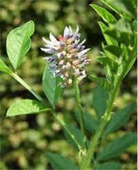 Image result for Gnidia kraussiana