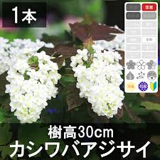 楽天市場 5本 カシワバアジサイ 樹高30cm 50cm程度 グリーンロケット
