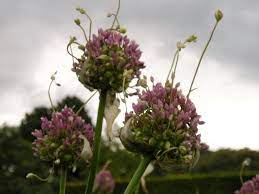 Elephant Garlic Care How To Grow Elephant Garlic Plants Garlic Flower Edible Garden Growing Garlic